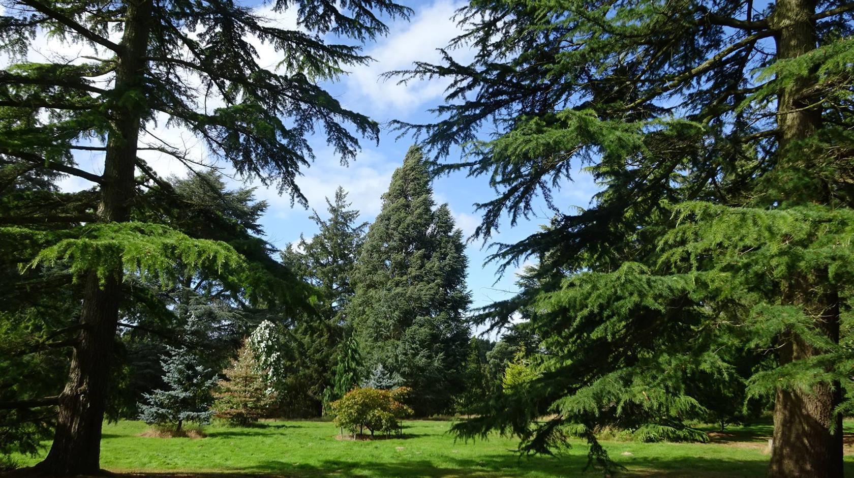 32978 Bedgebury National Pinetum And Forest Goudhurst 03